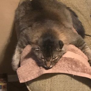 Meet your Posher, Laura